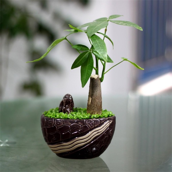 發(fā)財(cái)樹(shù)