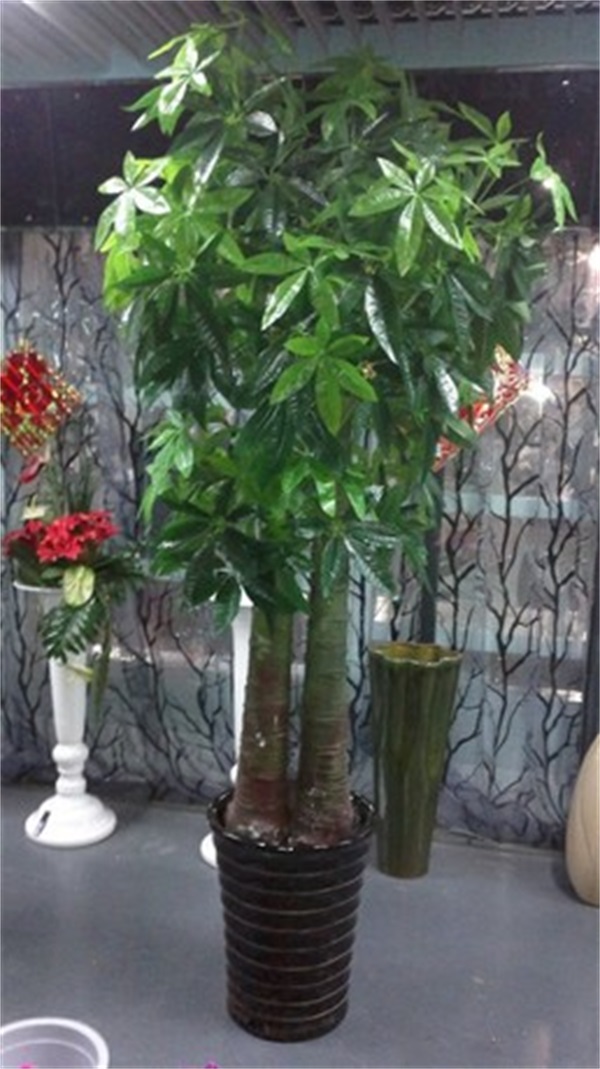 特大招財(cái)樹